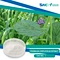 Psoralea corylifolia extract 10:1 is a concentrated form of a natural supplement derived from the seeds of the Psoralea corylifolia plant.